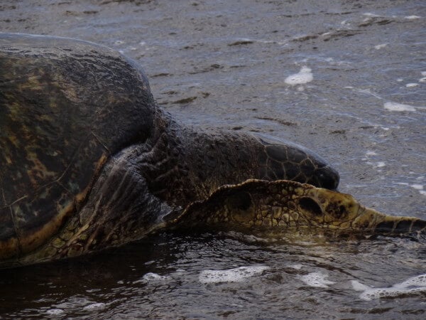 Turtle on the beach.