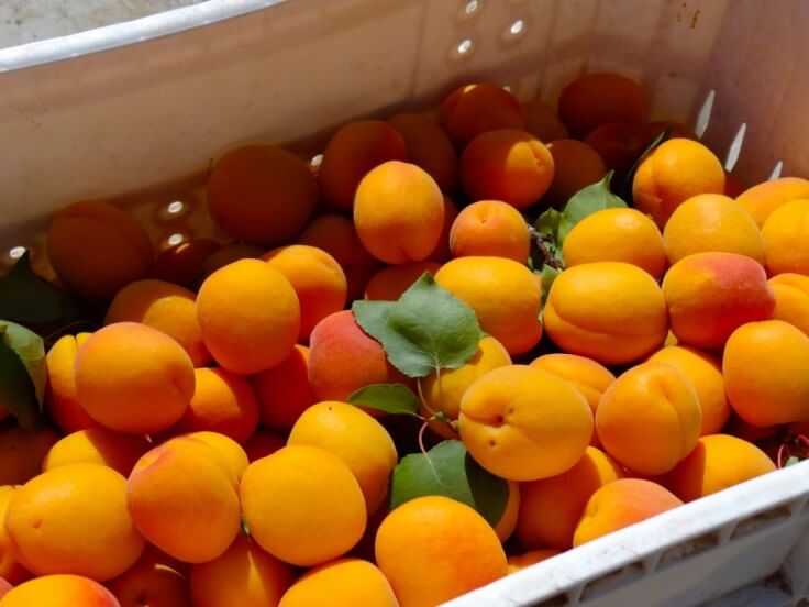 Box of apricots