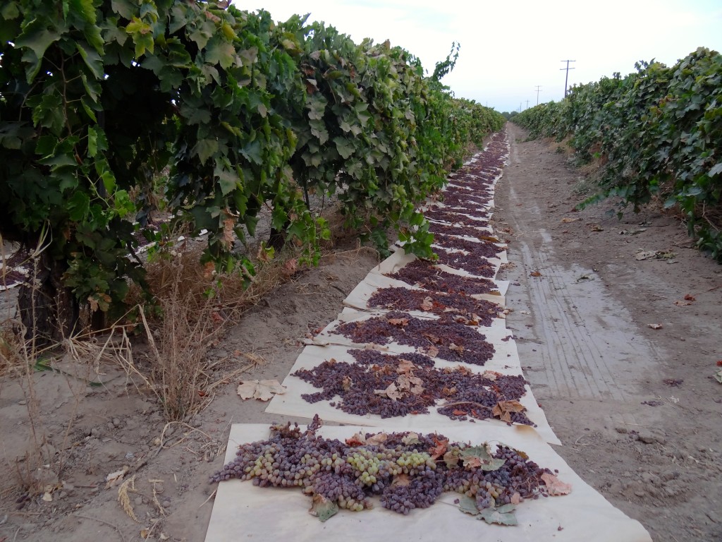 Madera County raisin farm.
