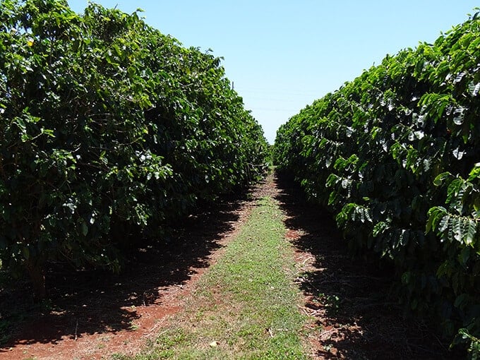 A view of the plantation.