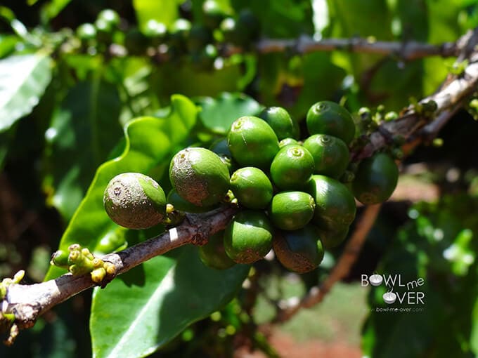 Green Coffee Beans