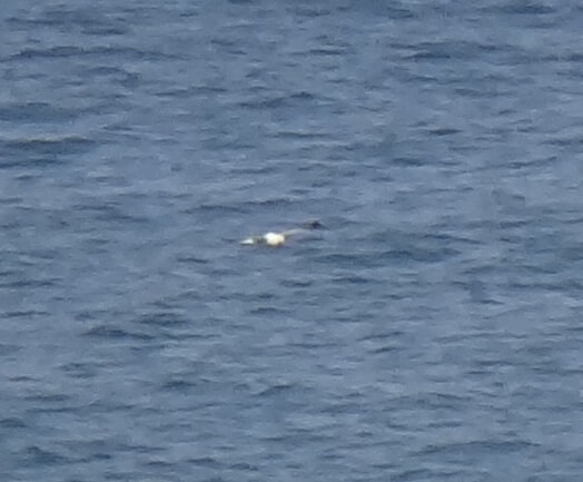 Photo of whale breaching in ocean. 