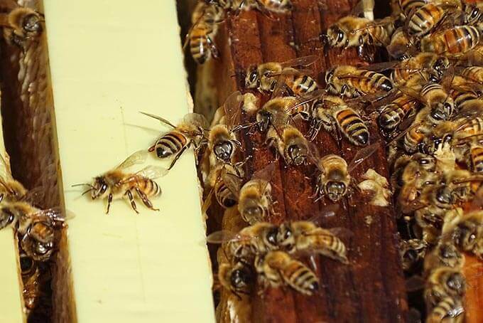 A swarm of honey bees in a hive.