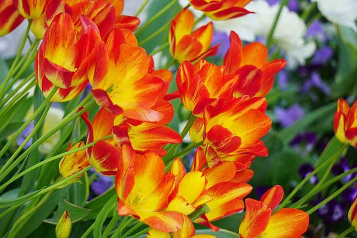 Beautiful fiery tulips!