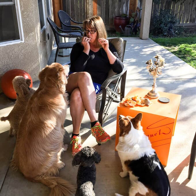 About me - Dogs begging for food from Deb