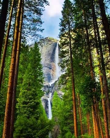 A stunning view of Yosemite Falls thru the tall pine trees.