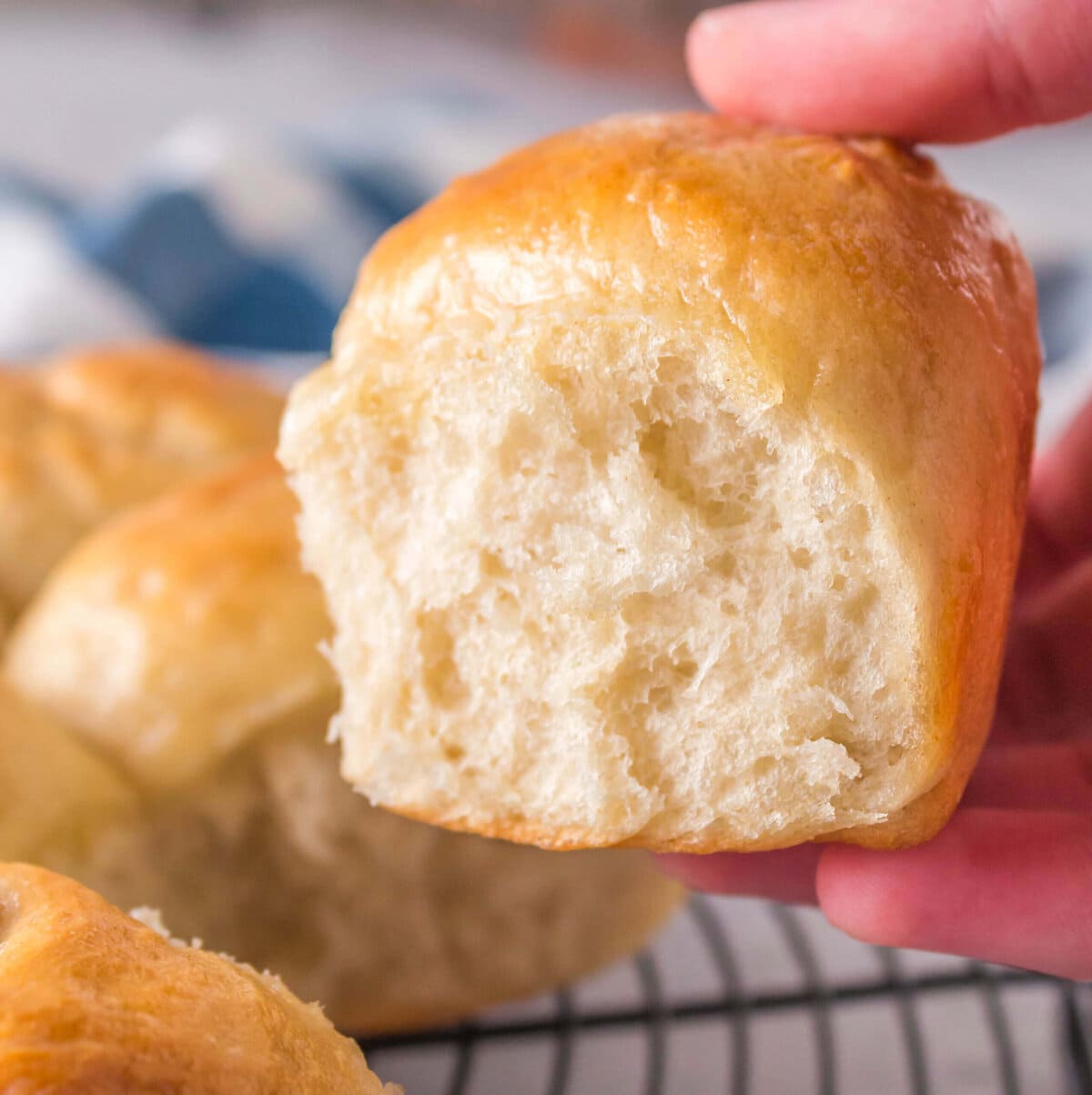 Hand holding big fat yeast roll.