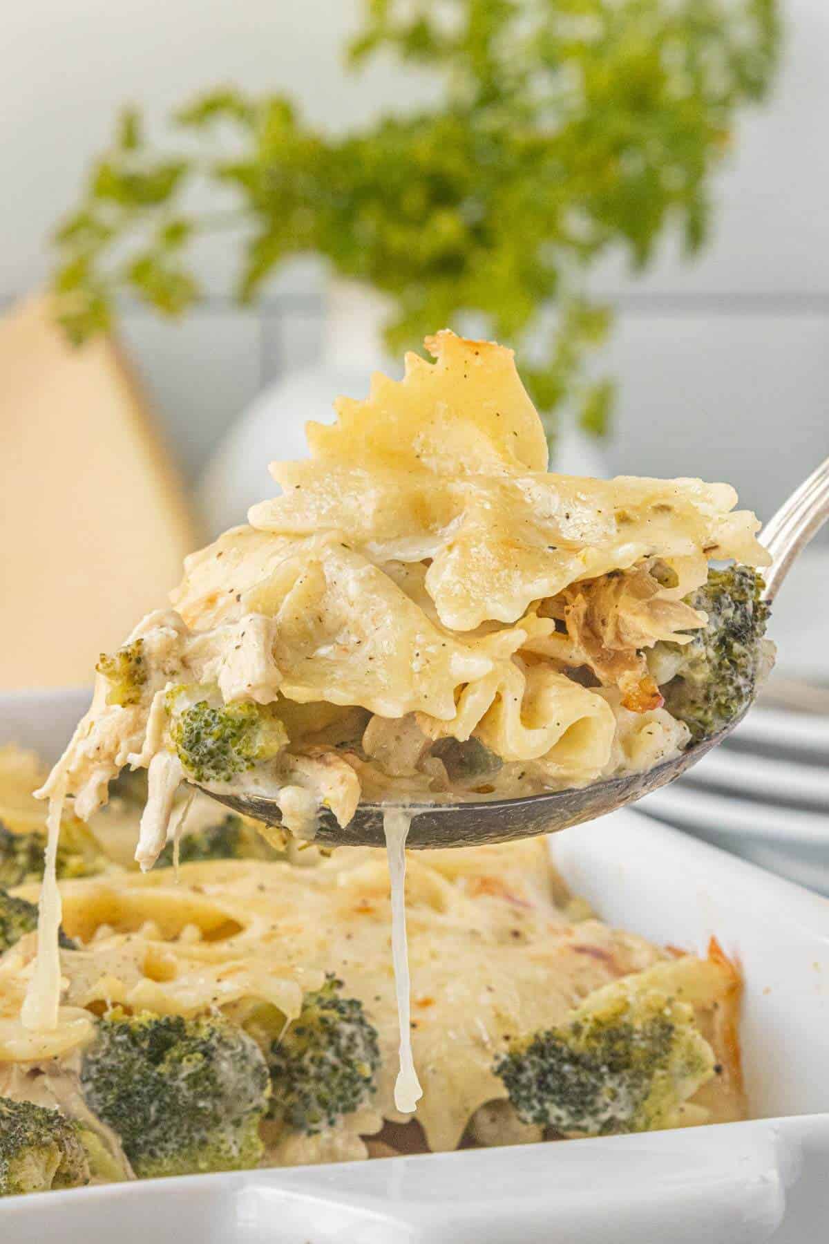 Spoonful of cheesy chicken casserole with tender broccoli, shredded chicken, and farfalle pasta over the hot bubbly casserole, with cheese dripping over the size of the spoon.